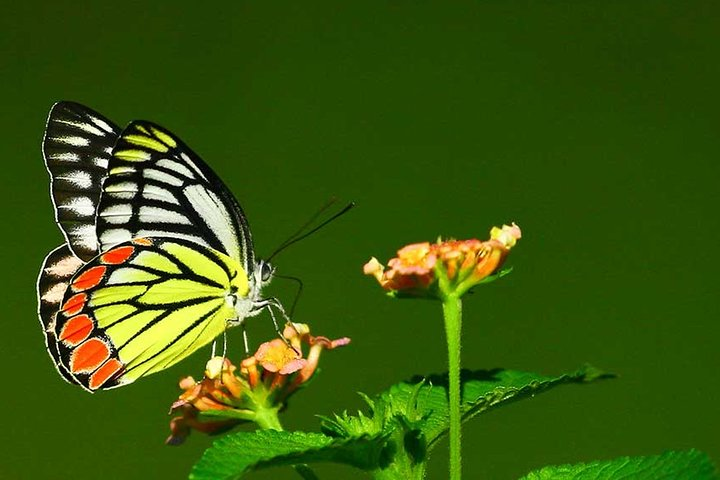 Dragonfly and butterfly watching Tour (9 Days) - Photo 1 of 6